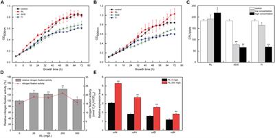 Rhamnolipid Enhances the Nitrogen Fixation Activity of <mark class="highlighted">Azotobacter</mark> chroococcum by Influencing Lysine Succinylation